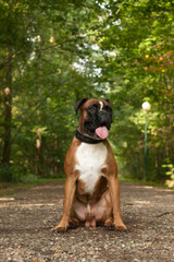 Boxer in the forest