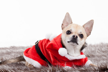 chihuahua in christmas outfit