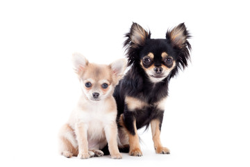 2 chihuahua dogs on white