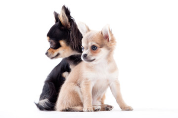 lovely chihuahua dogs