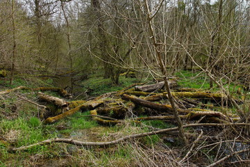 Rheinaue
