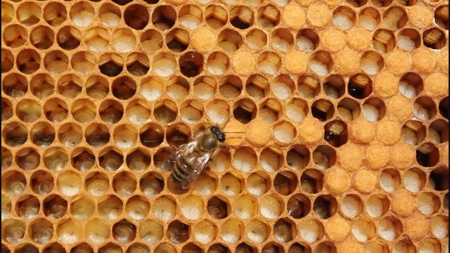 Honeycombs are developing larvae of bees &ndash; future generation of beneficial insects.