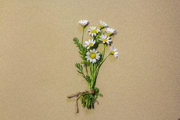 bouquet of wild daisies