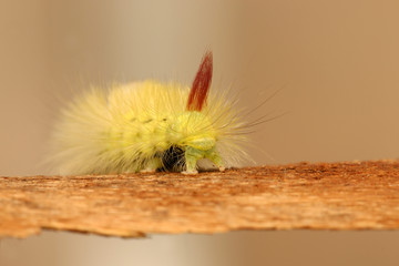 Buchen-Streckfuß
