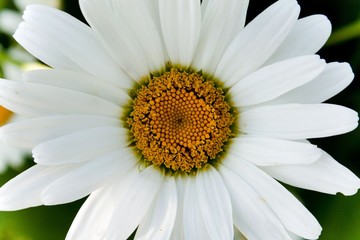 Obraz premium garden daisy