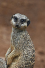 Fototapeta premium Close-up of the meerkat