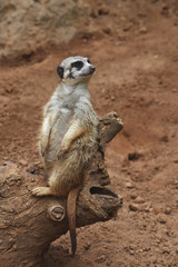 A meerkat on the trunk