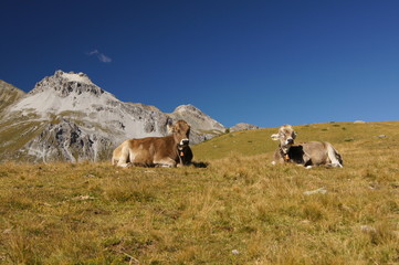 Fototapeta premium Alpenkühe