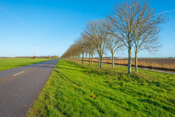 Fototapeta premium Row of trees along a road in autumn