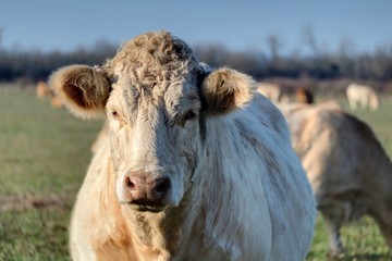 Vache Charolaise dans un champ.