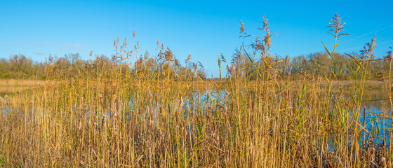 The shore of a sunny lake in autumn