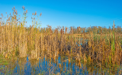 The shore of a sunny lake in autumn