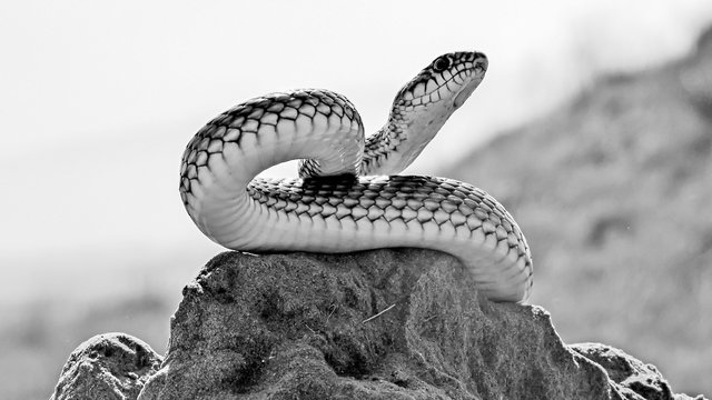   Snake (Dolichophis caspius). 