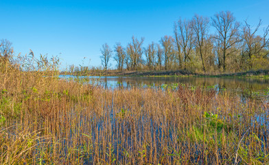 The shore of a sunny lake in autumn