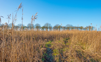 Reed in a field below a blue sky in autumn