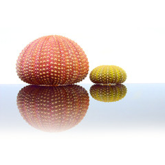 Sea urchins shell on glass plate. Decorative object on white background.