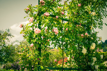 Fototapeta premium Bush of beautiful roses in a garden