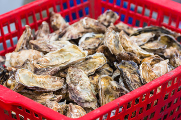 Oysters market in Cancale, France