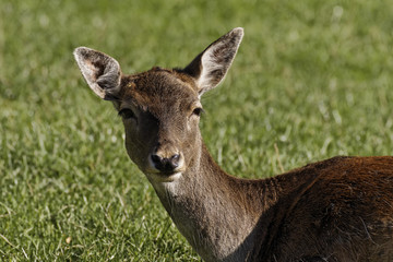 Capreolus capreolus, Europäisches Reh - European Roe Deer, Western Roe Deer
