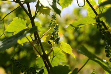 Young shoots on grapes in nature close up in June