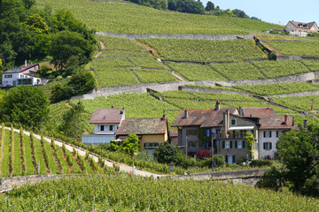 Naklejka premium Lavaux vineyards on Lake Geneva, Switzerland