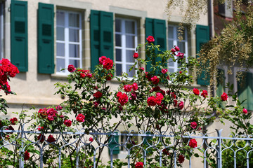 Naklejka premium Traditional windows and green shutters with red roses in foreground in small port town of Lutry, Switzerland