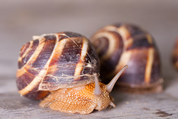 Grape snail close-up