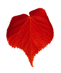 Red tilia leaf