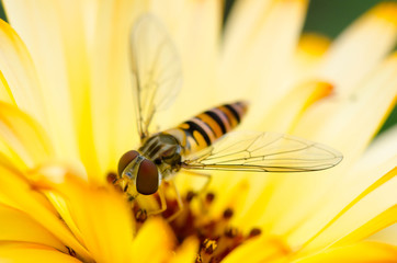 Hoverfly eating pollon closeup