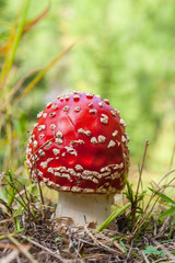 Red mushroom forming fungi