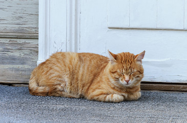 Fototapeta na wymiar Sleeping ginger cat near the door