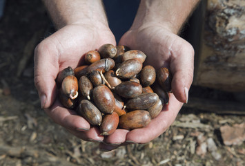Hands with germinated acorns