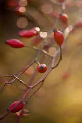 Leuchtende Hagebutten