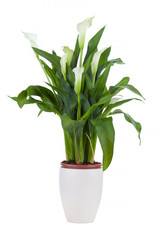 Calla lily in a pot