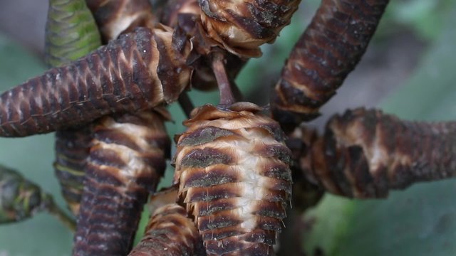 Welwitschia mirabilis cones detail