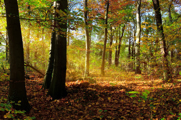 Wald im Herbst mit goldenen Sonnenstrahlen