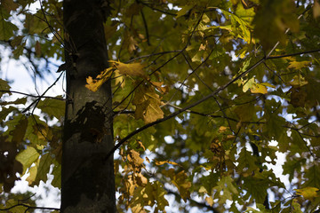 autumn color oak leaves on a tree in the woods