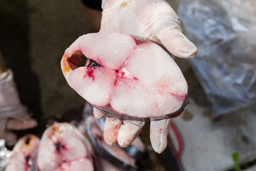 hand holding the pieces of king mackerel fish after dissection