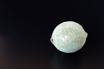 Moldy Lemon