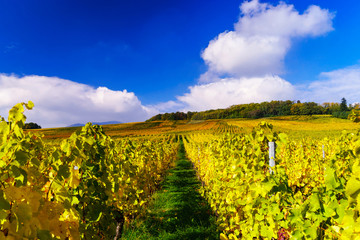 Autumnal colors of alsacien vineyards, France