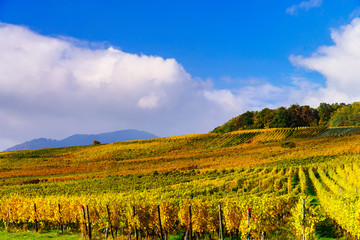 Autumnal colors of alsacien vineyards, France