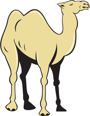 Camel Side View Cartoon