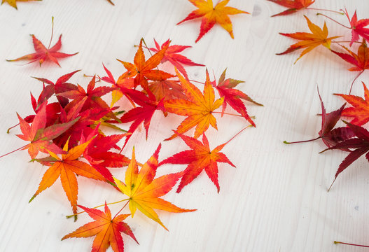 Autumn Leaves on a Wooden Table