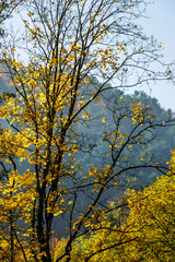 For and autumn colorful leaves in the forest