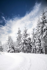 Fototapeta premium Snowy path in the forest