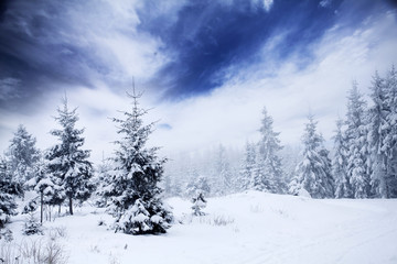Obraz premium Winter landscape with snowy fir trees