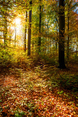 Wald im Herbst mit Sonne