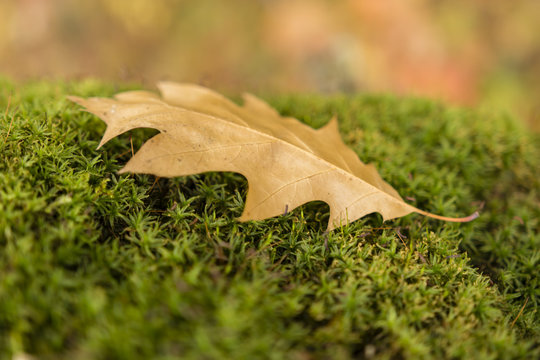 dry fallen oak leaf on a tree stump moss