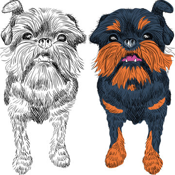 vector sketch red dog Brussels Griffon breed 