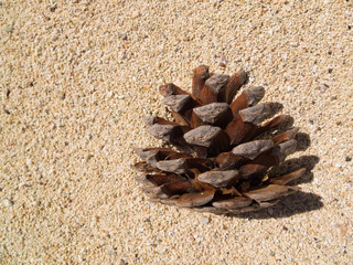 Fototapeta na wymiar pine cone closeup on sand